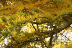 Pseudolarix amabilis