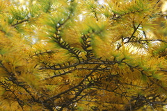 Pseudolarix amabilis