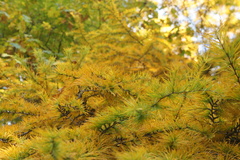 Pseudolarix amabilis