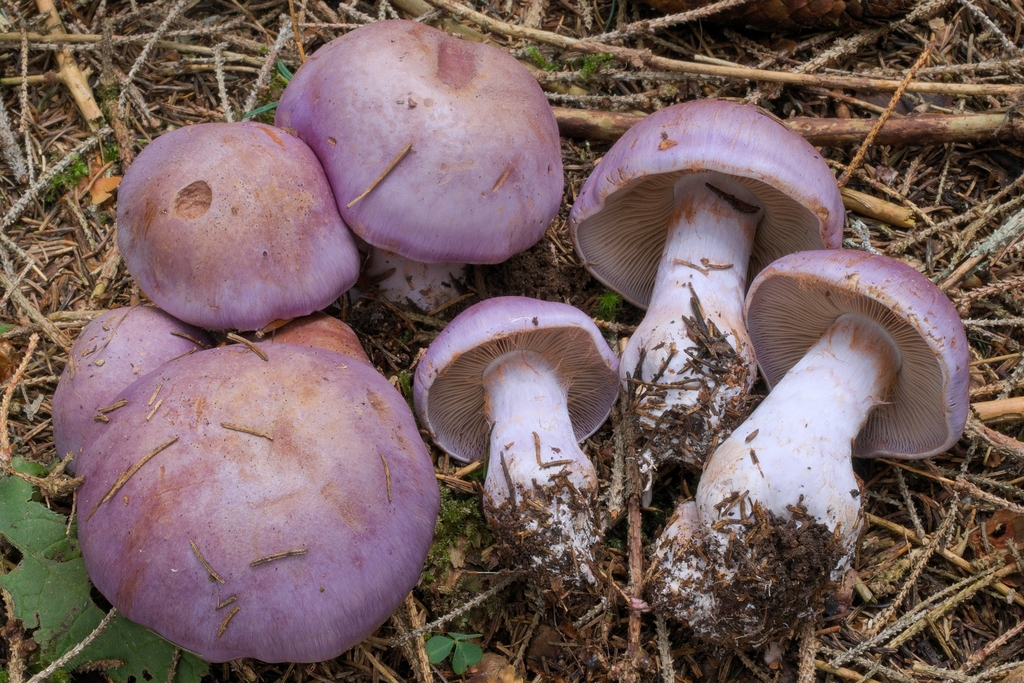 Phlegmacium sect. Phlegmacioida