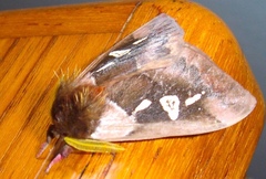 Dirphiopsis ayuruoca