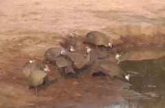 Numida meleagris mitratus