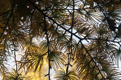 Pseudolarix amabilis