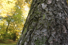 Pseudolarix amabilis