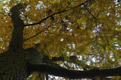 Pseudolarix amabilis