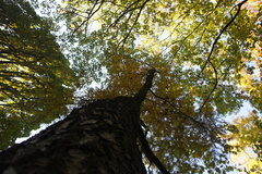 Pseudolarix amabilis