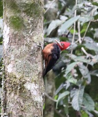 Campephilus rubricollis