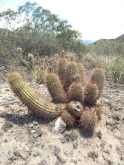 Trichocereus strigosus