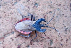Menenotus lunatus