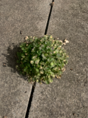 Matricaria discoidea