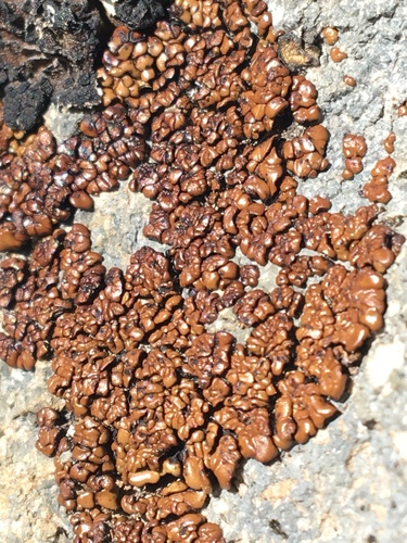 Brown Tile Lichen