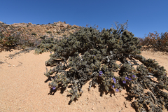 Aptosimum spinescens