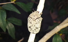 Gymnetis litigiosa