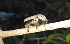 Gymnetis litigiosa