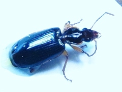 Cymindis