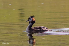 Podiceps cristatus