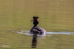 Podiceps cristatus