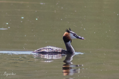 Podiceps cristatus