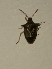 Durmia albidofuscata