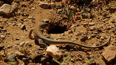 Callopistes maculatus