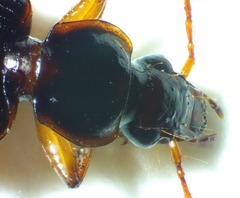 Cymindis