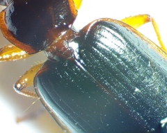 Cymindis