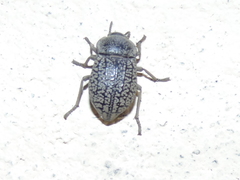 Microschatia robusta