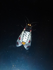 Dysschema boisduvallii