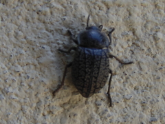 Microschatia robusta