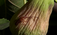 Oxymerus