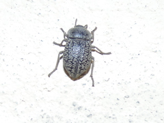 Microschatia robusta