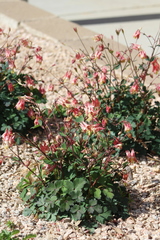 Aquilegia canadensis