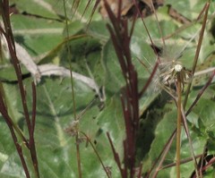 Taraxacum obovatum