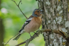 Fringilla coelebs