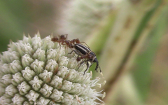 Nicentrus circumcinctus