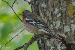 Fringilla coelebs