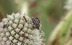 Nicentrus circumcinctus