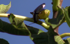 Chalcolepidius limbatus