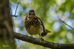 Turdus pilaris