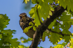 Turdus pilaris