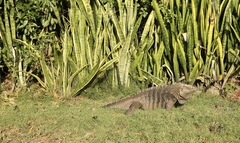 Cyclura nubila