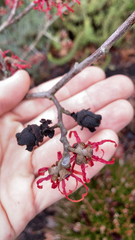 Hamamelis × intermedia