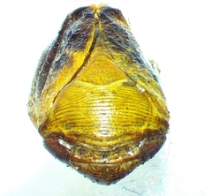 Clastoptera achatina