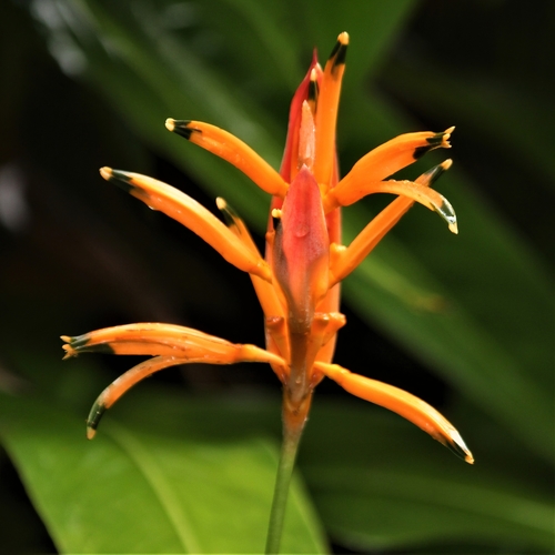 Heliconia psittacorum