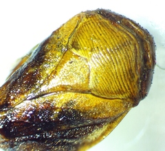 Clastoptera achatina