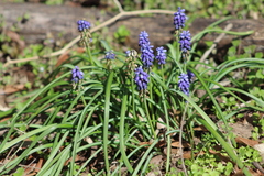 Muscari armeniacum