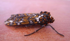 Phaegoptera granifera