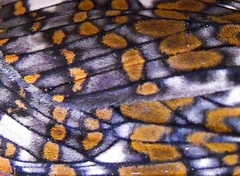 Phaegoptera granifera