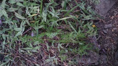 Chrysactinia pinnata