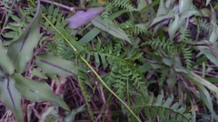 Chrysactinia pinnata
